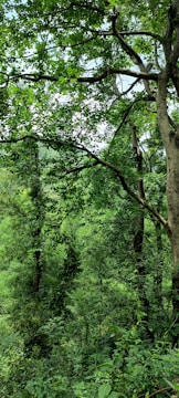 A dense forest scene featuring tall trees with abundant green foliage. Sunlight filters through the canopy, creating a vibrant play of light and shadows. The lush greenery extends into the distance, suggesting a thriving natural environment.