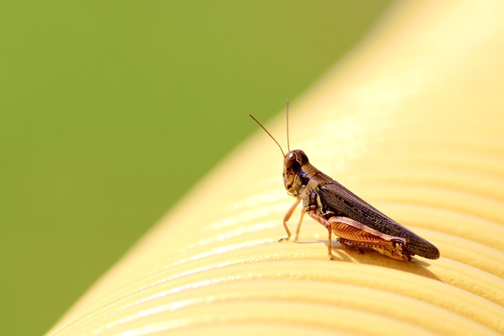 a close up of a bug on a banana