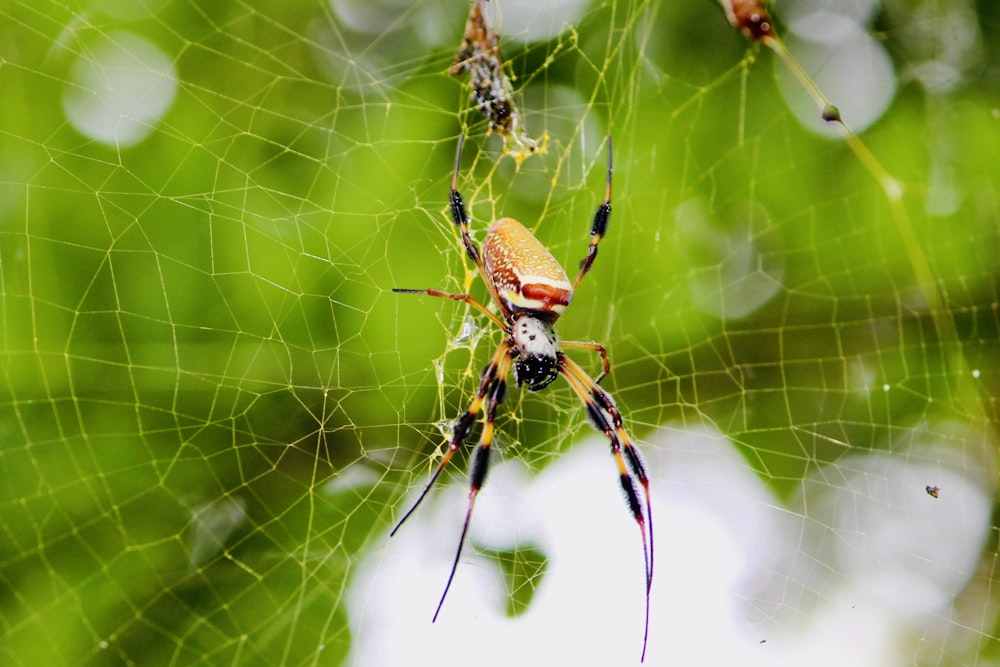 a close up of a spider on a web