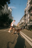 A person in casual clothing is walking a dog across a city street. The street is flanked by buildings with detailed architecture, and the sky is clear and blue. Shadows are cast on the pavement, indicating the position of the sun.