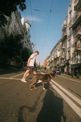 A person in casual clothing is walking a dog across a city street. The street is flanked by buildings with detailed architecture, and the sky is clear and blue. Shadows are cast on the pavement, indicating the position of the sun.