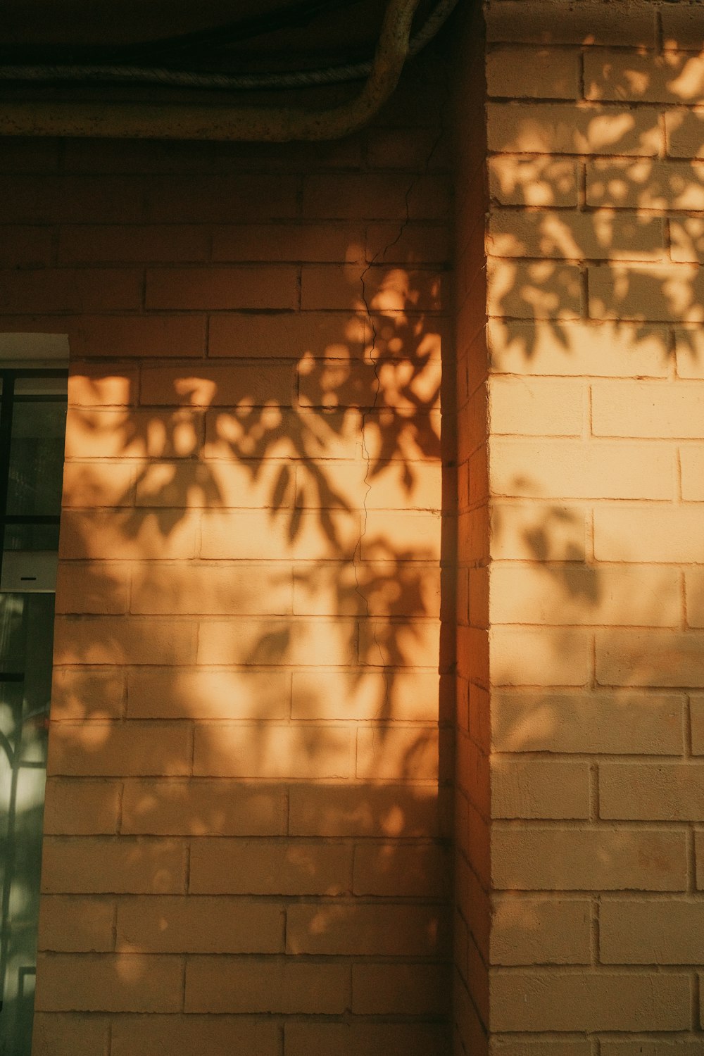 L’ombre d’un arbre sur un mur de briques