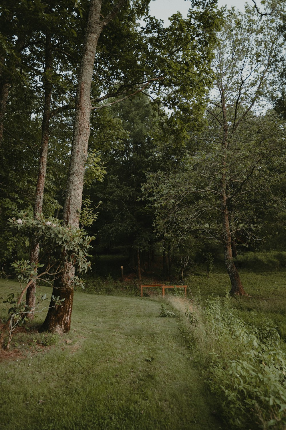 a path in the middle of a lush green forest