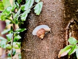 A small snail with a brown shell and light-colored body is crawling on a tree trunk. The bark of the tree is rough and textured. Surrounding the snail are several green leaves with a glossy surface.