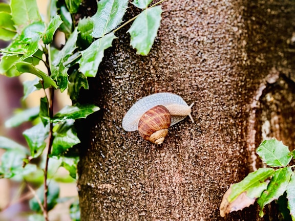 A small snail with a brown shell and light-colored body is crawling on a tree trunk. The bark of the tree is rough and textured. Surrounding the snail are several green leaves with a glossy surface.