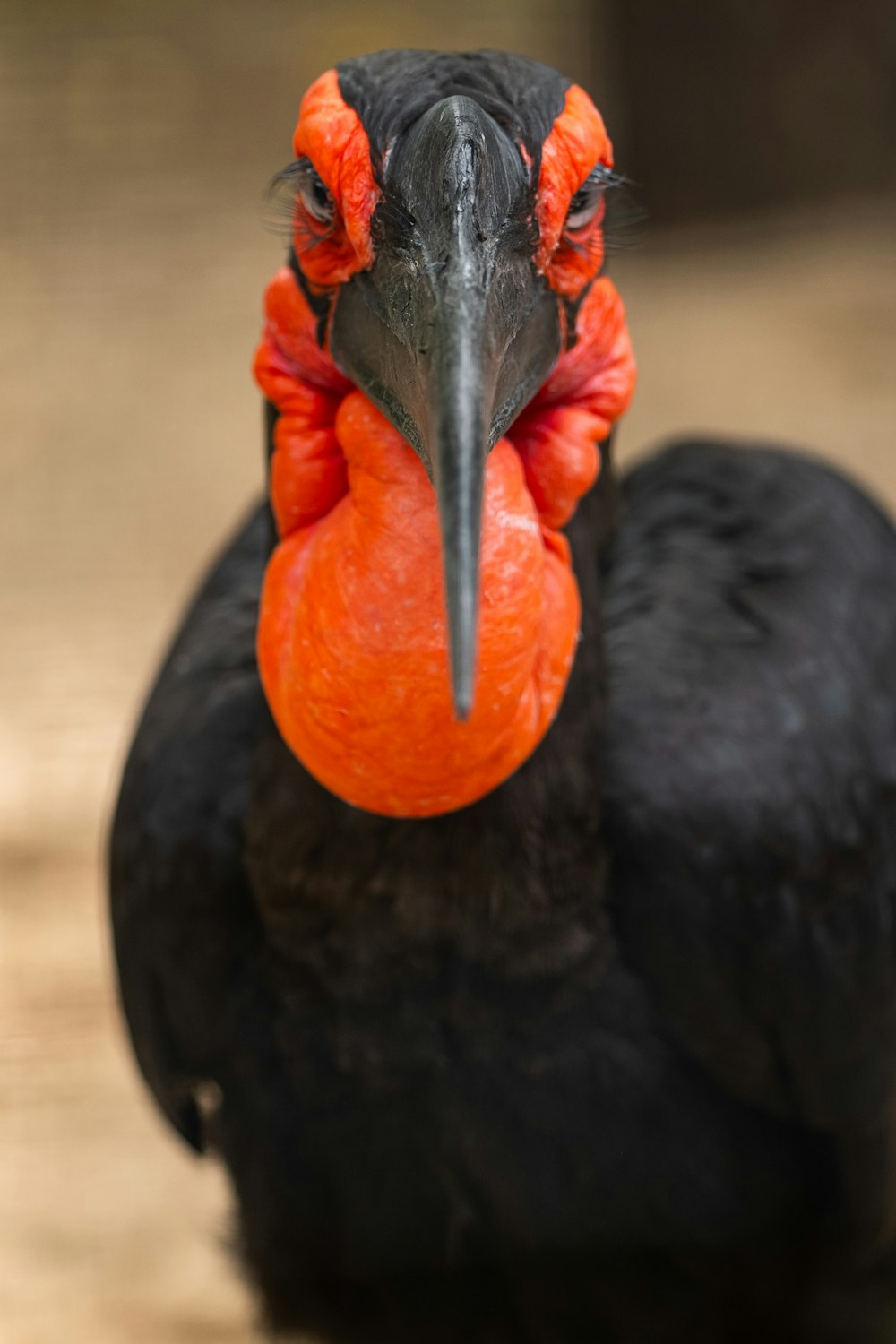 a large black bird with a red beak