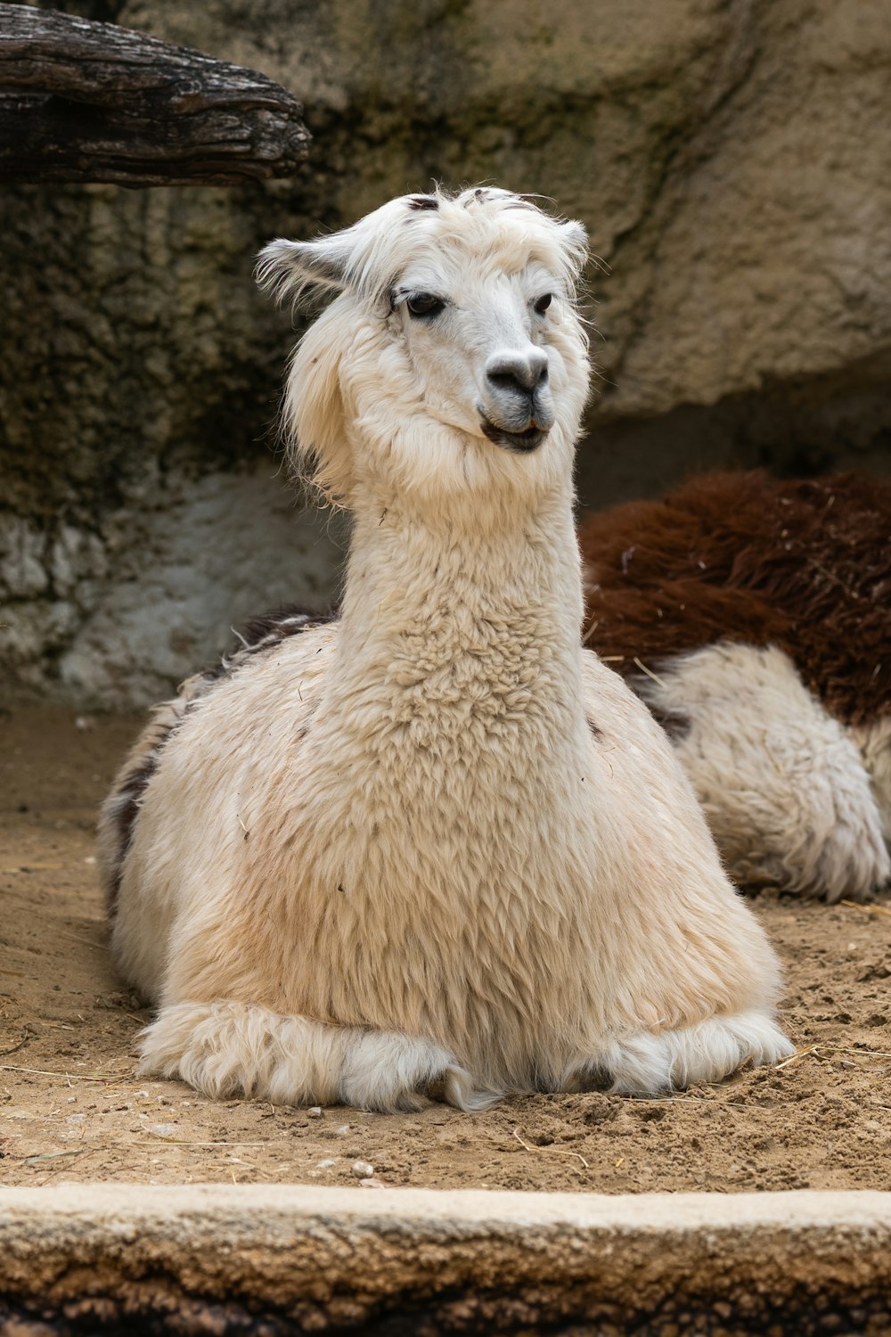 a close up of a llama laying on the ground