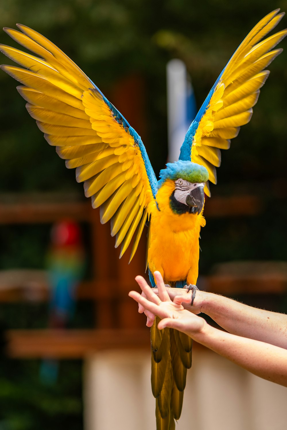 a blue and yellow bird with its wings spread out