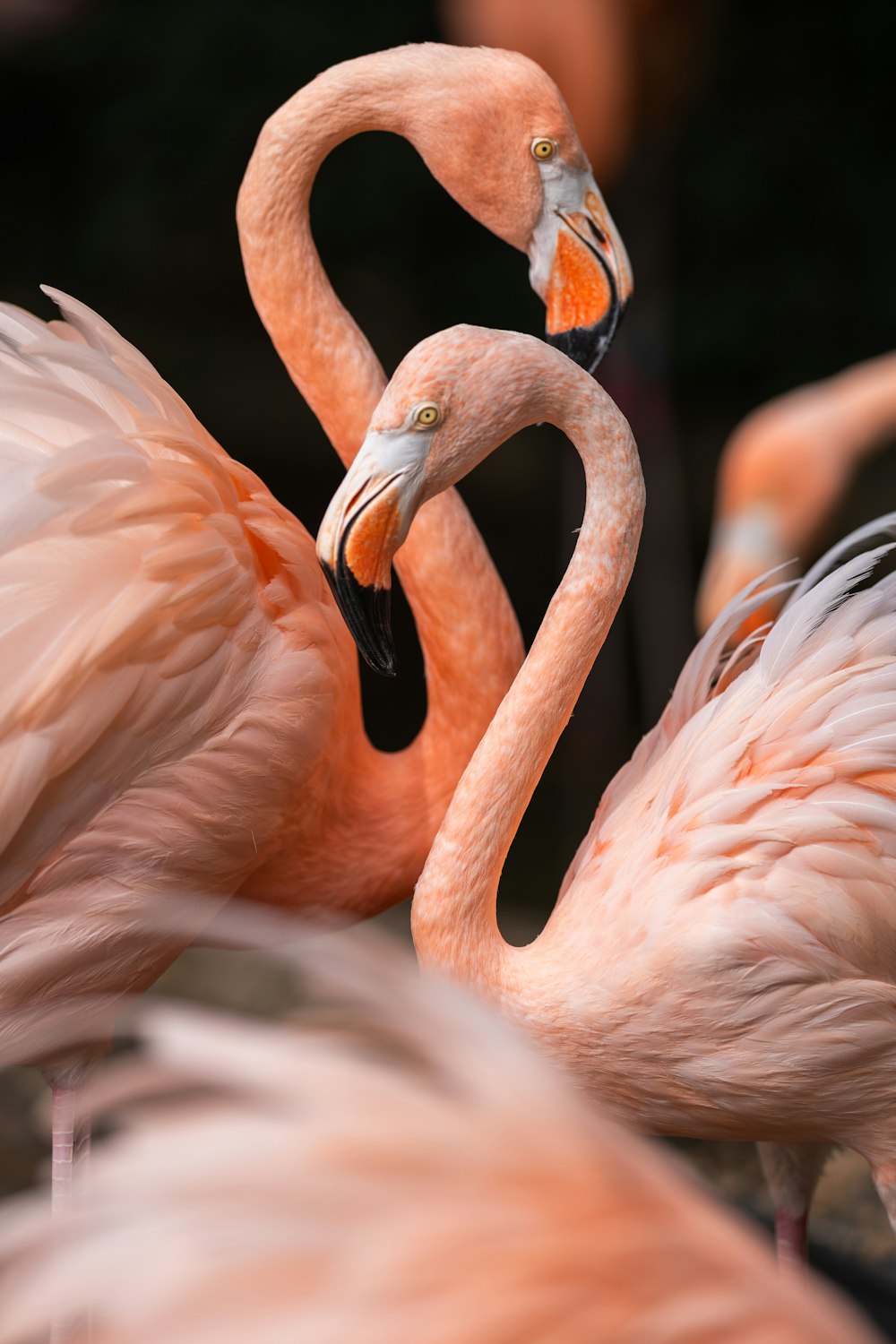 a group of flamingos standing next to each other