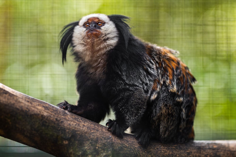 a monkey is sitting on a tree branch