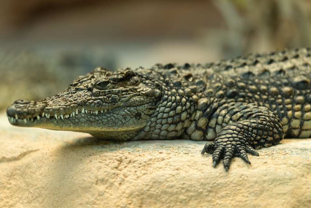 a close up of a crocodile laying on a rock