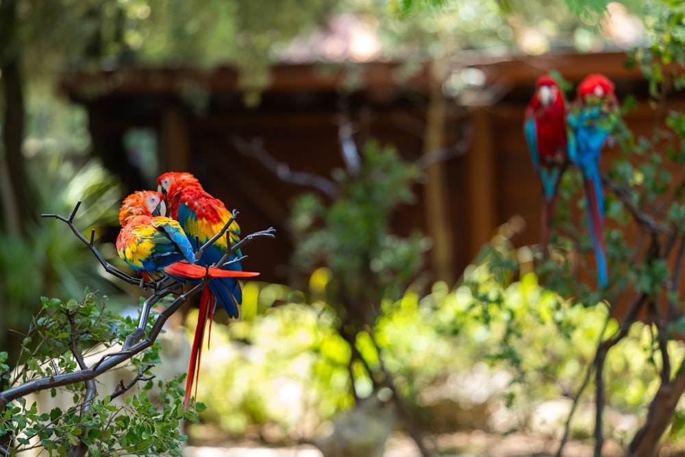 a group of colorful birds sitting on top of a tree