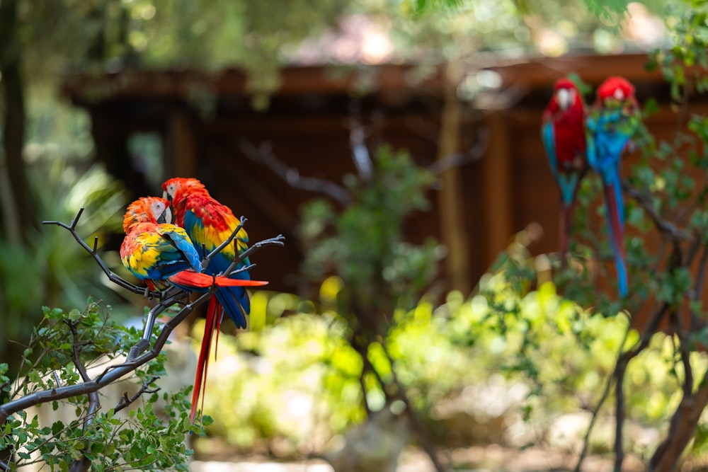 나무 위에 앉아 있는 형형색색의 새들