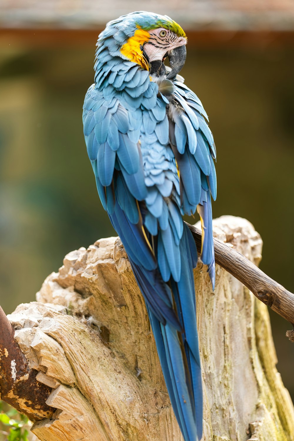 a blue and yellow parrot sitting on a tree branch