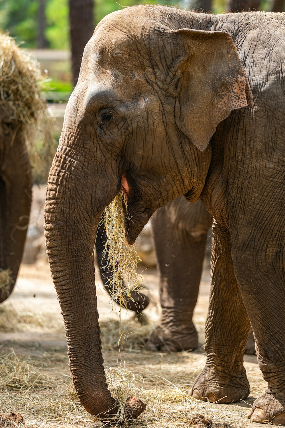 an elephant eating hay with its trunk