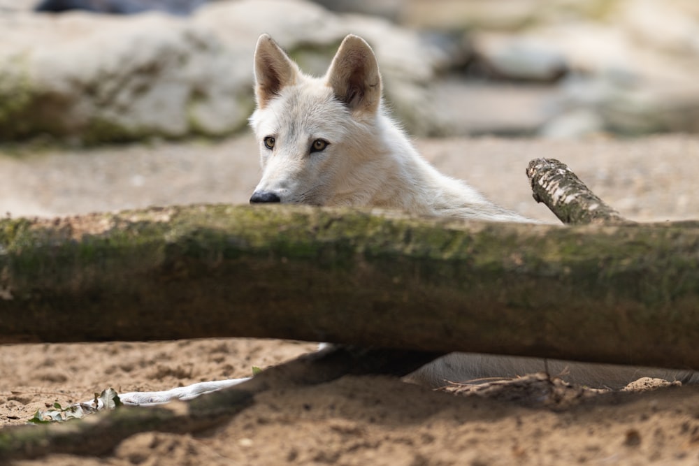 a white dog laying on top of a sandy ground