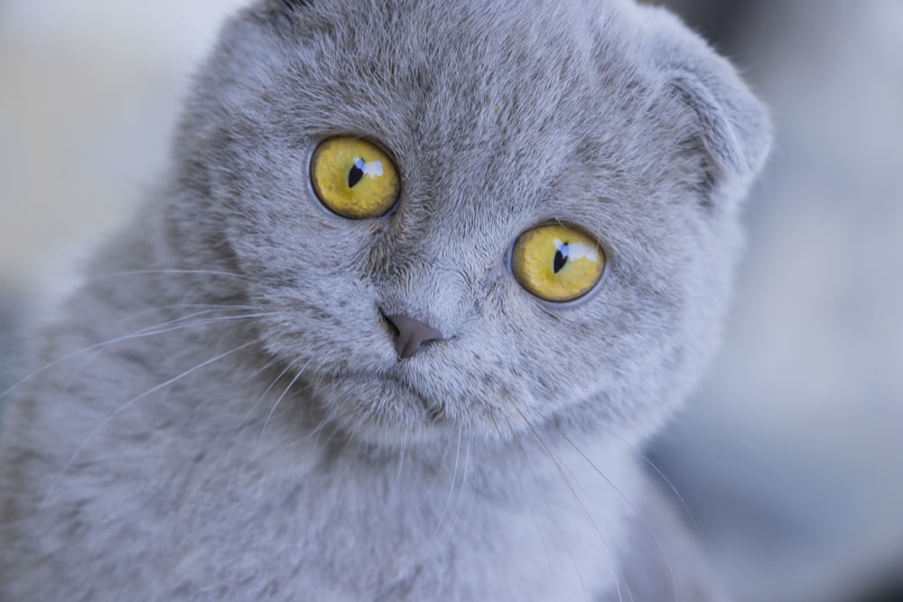 a gray cat with yellow eyes looking at the camera