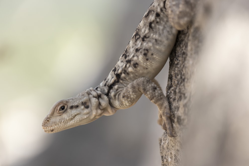 a close up of a lizard on a tree branch