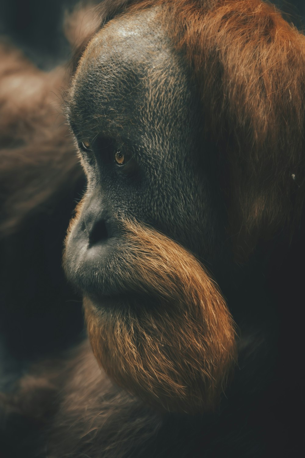 a close up of a monkey with a long beard