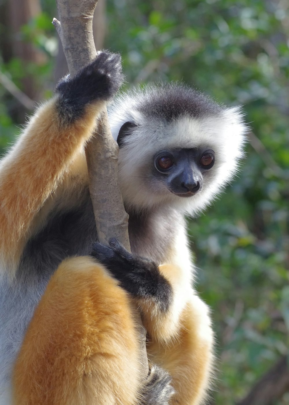 a brown and white monkey hanging from a tree branch