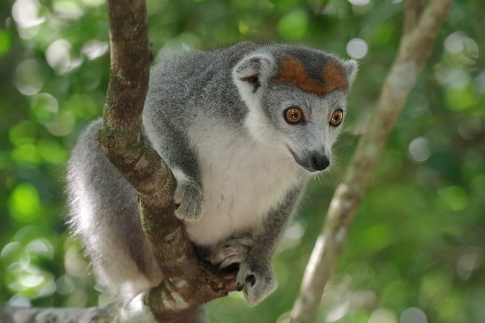 a close up of a small animal on a tree branch