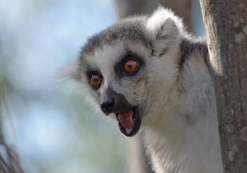 a close up of a monkey on a tree