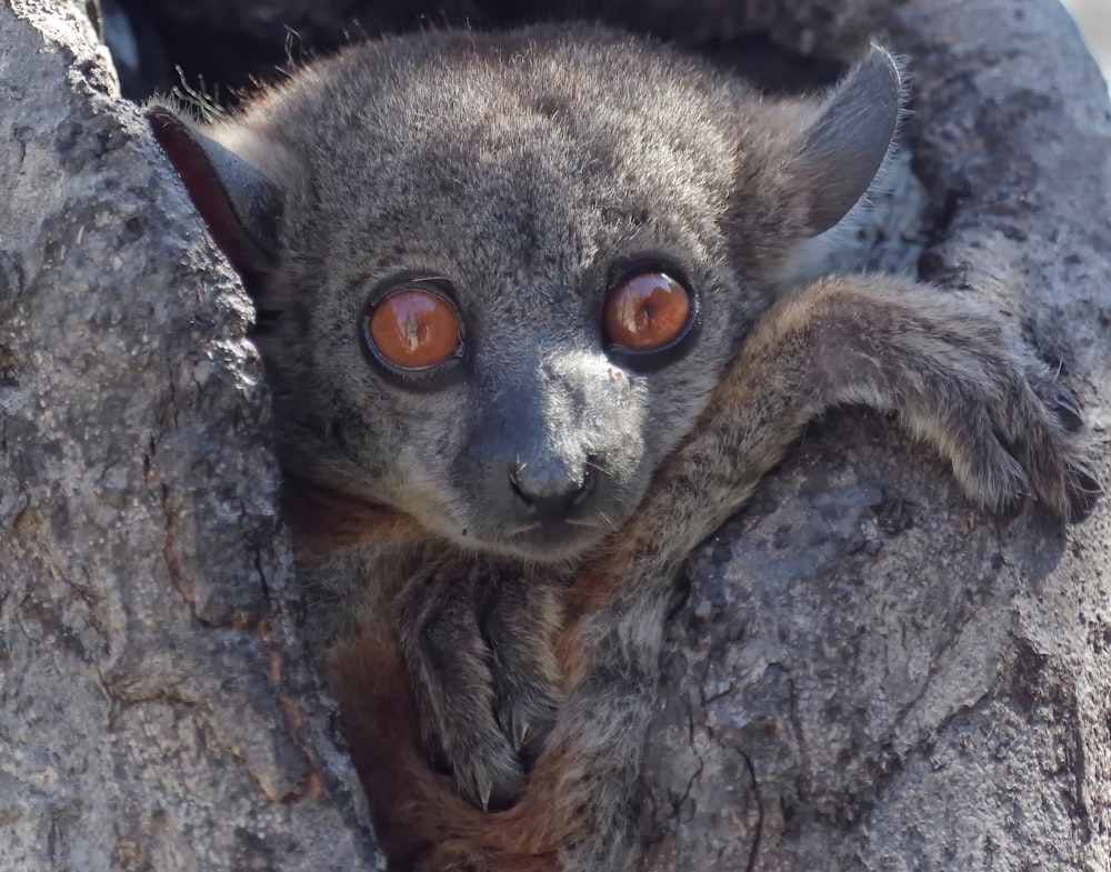 a close up of a small animal on a tree