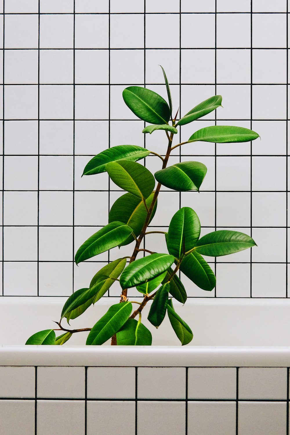 a plant is growing out of a bathtub