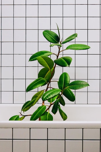 A lush green plant with broad leaves is placed in a white bathtub. The background consists of a grid of white tiles with thin black lines, giving a minimalistic and modern look.