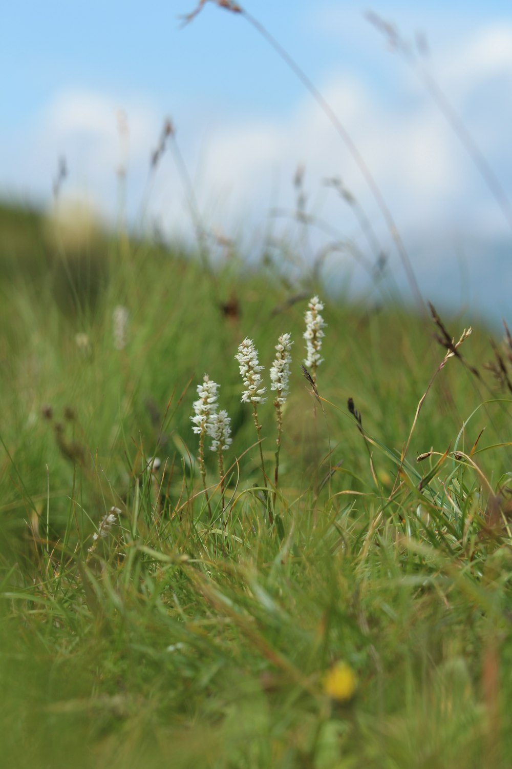 a field with grass and flowers in the foreground