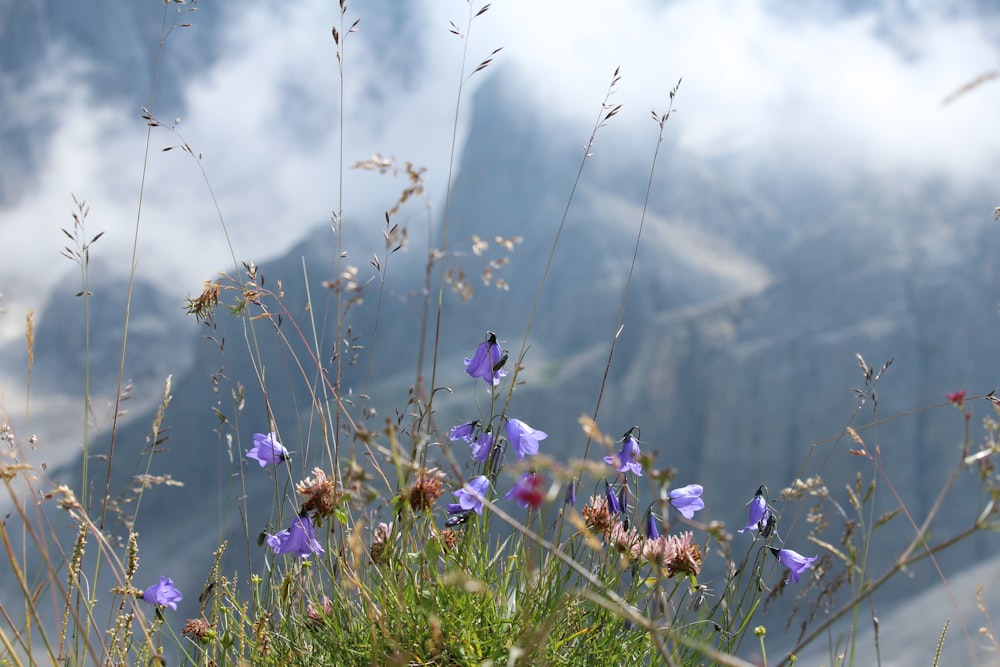 a field of wildflowers with a mountain in the background