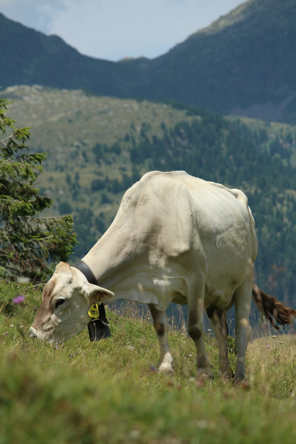a cow grazing in a field with mountains in the background
