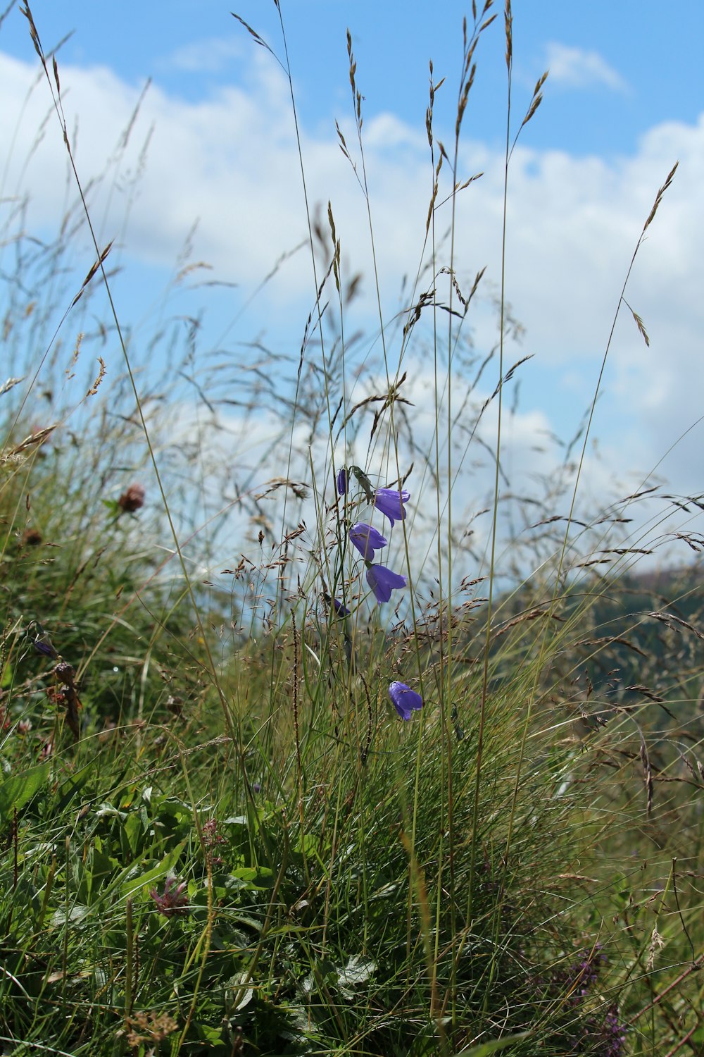Quelques fleurs violettes poussent dans un champ