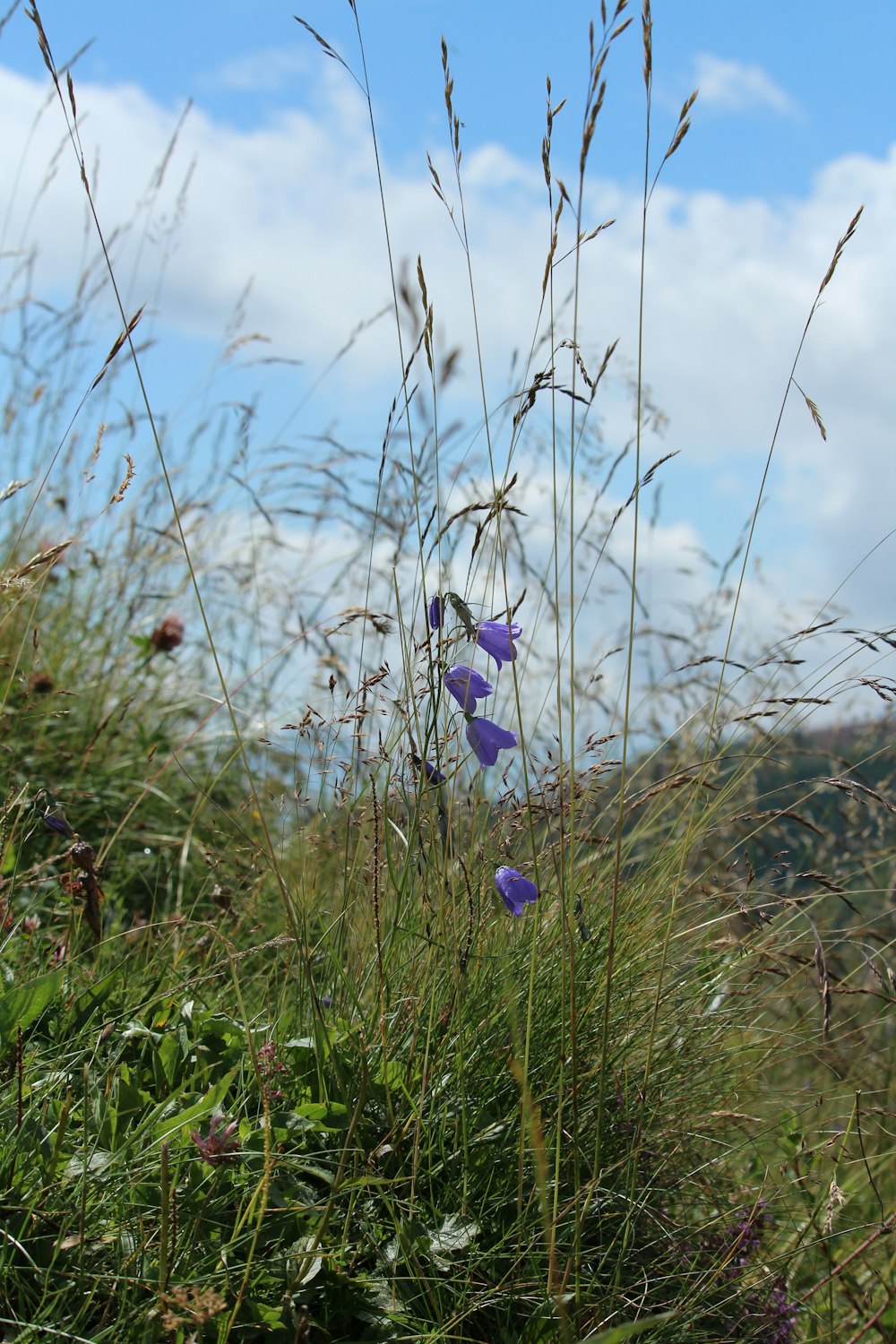 some purple flowers are growing in a field