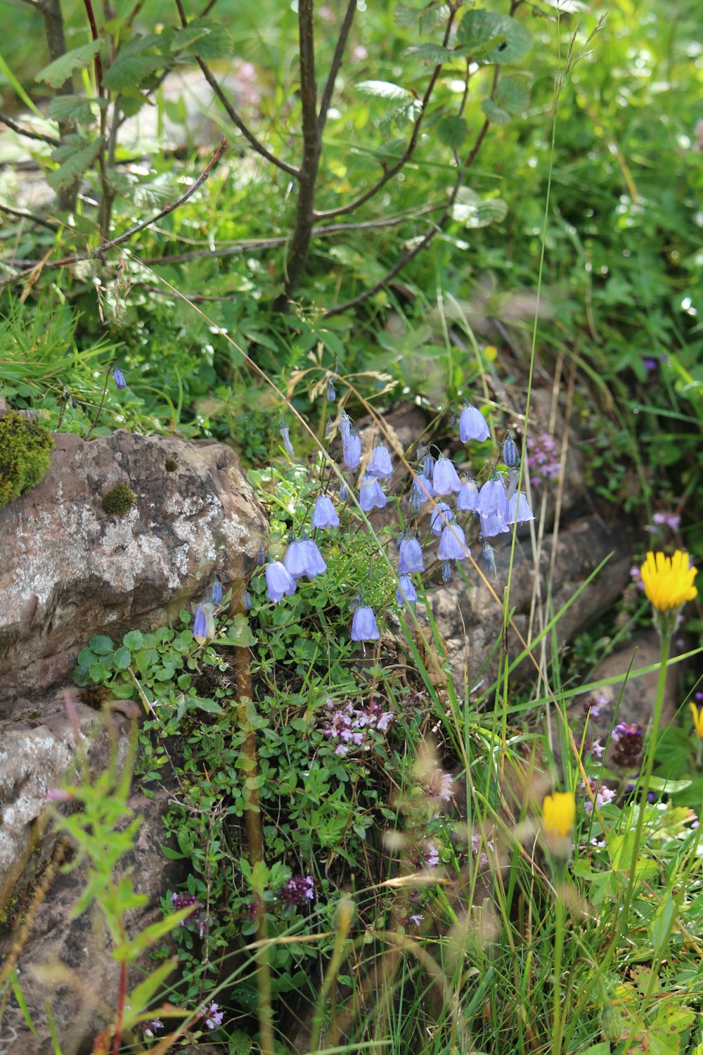 un bouquet de fleurs qui sont dans l’herbe