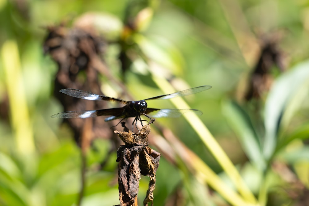 a black and blue dragonfly sitting on top of a plant