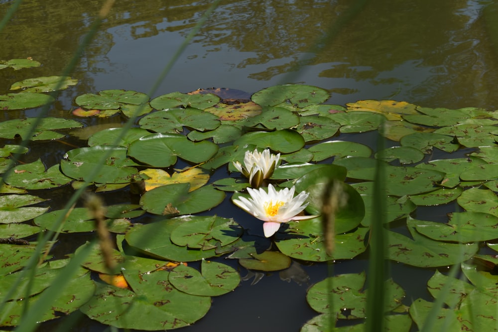 a white water lily in a pond surrounded by lily pads