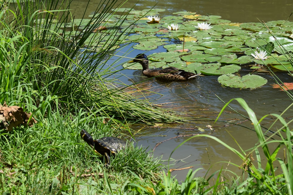 a couple of ducks floating on top of a pond