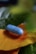 A blue capsule pill rests on a vibrant orange flower petal, surrounded by various shades of green leaves in the background.