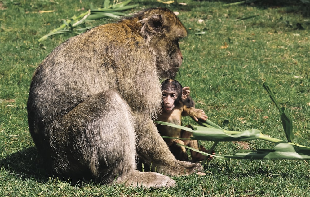 two monkeys sitting on the ground in the grass