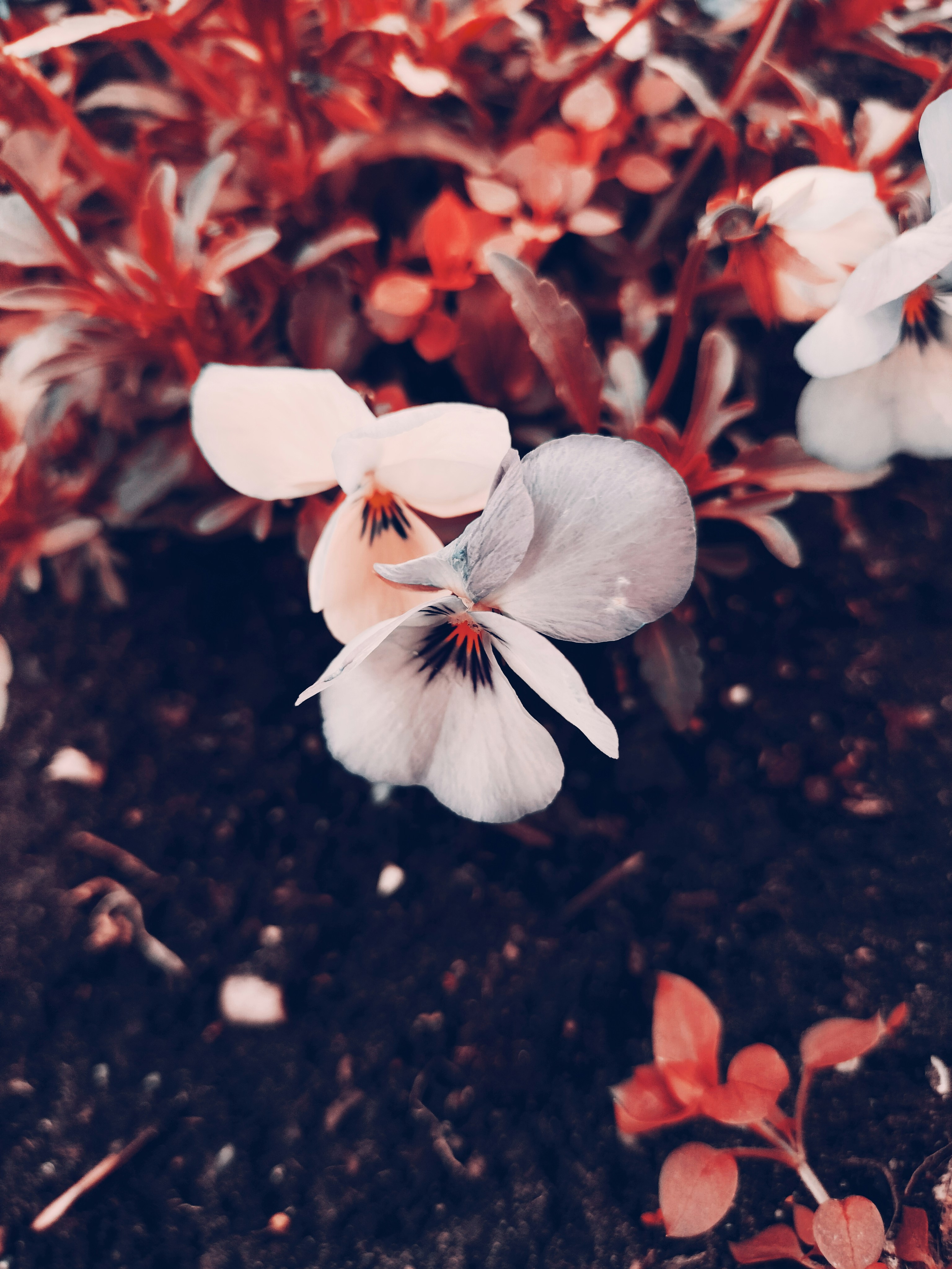 Bold Floral Designs Collection