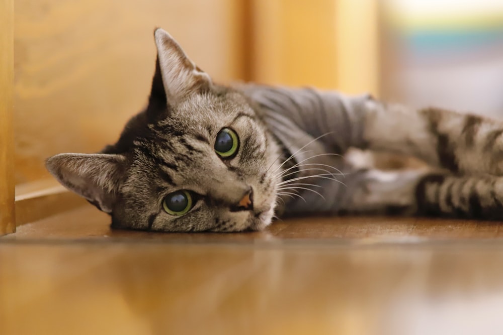 um gato deitado no chão olhando para a câmera