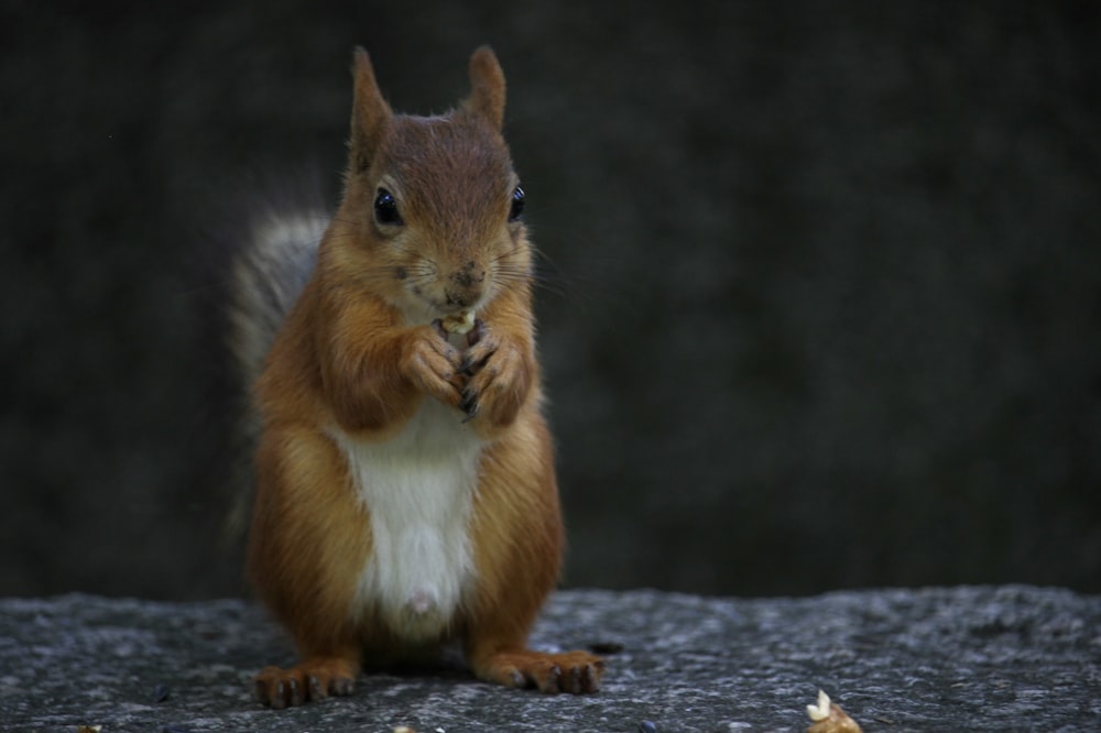 a squirrel is standing on its hind legs