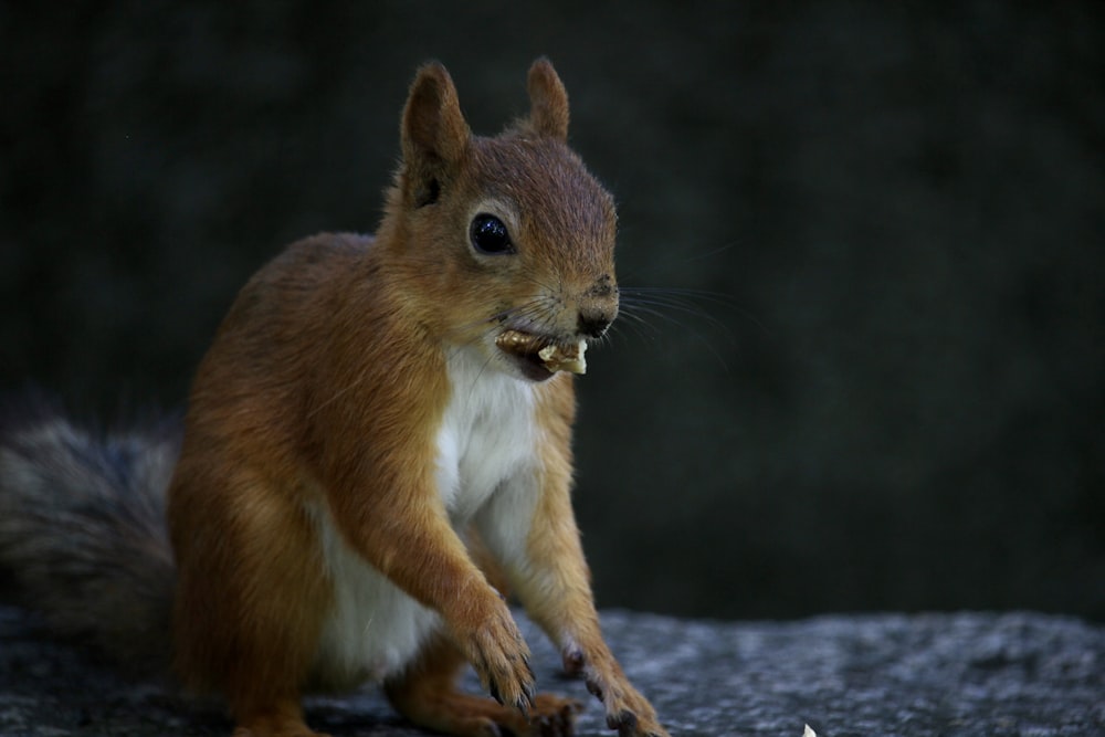 a squirrel eating a piece of food on a rock