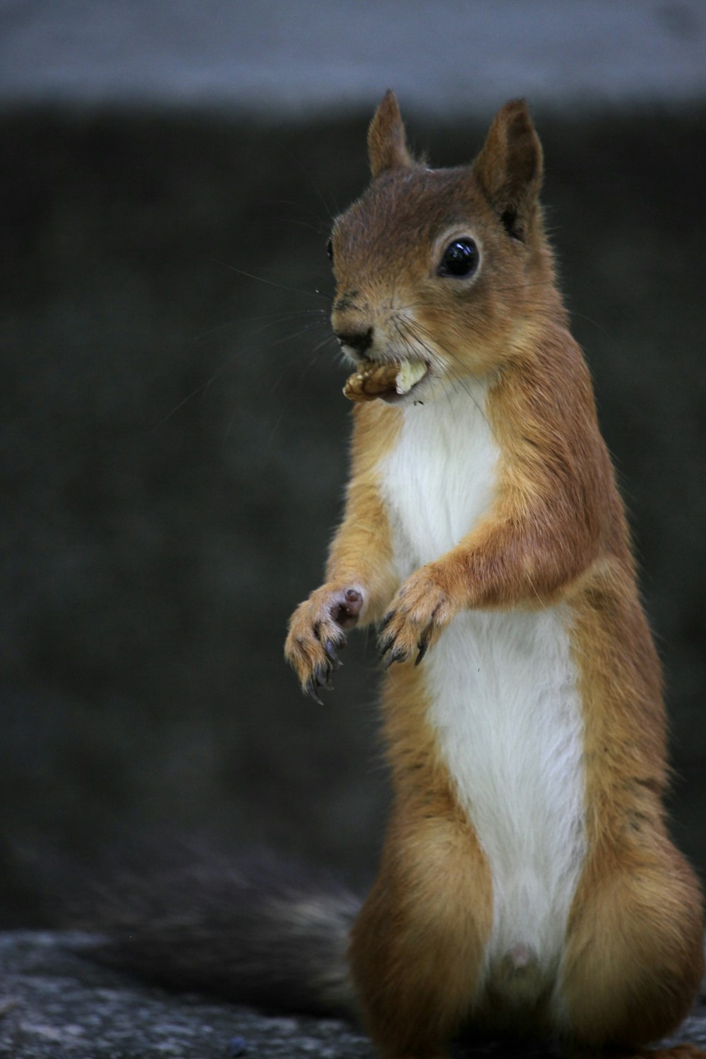 Um esquilo está de pé em suas patas traseiras com um pedaço de comida na boca
