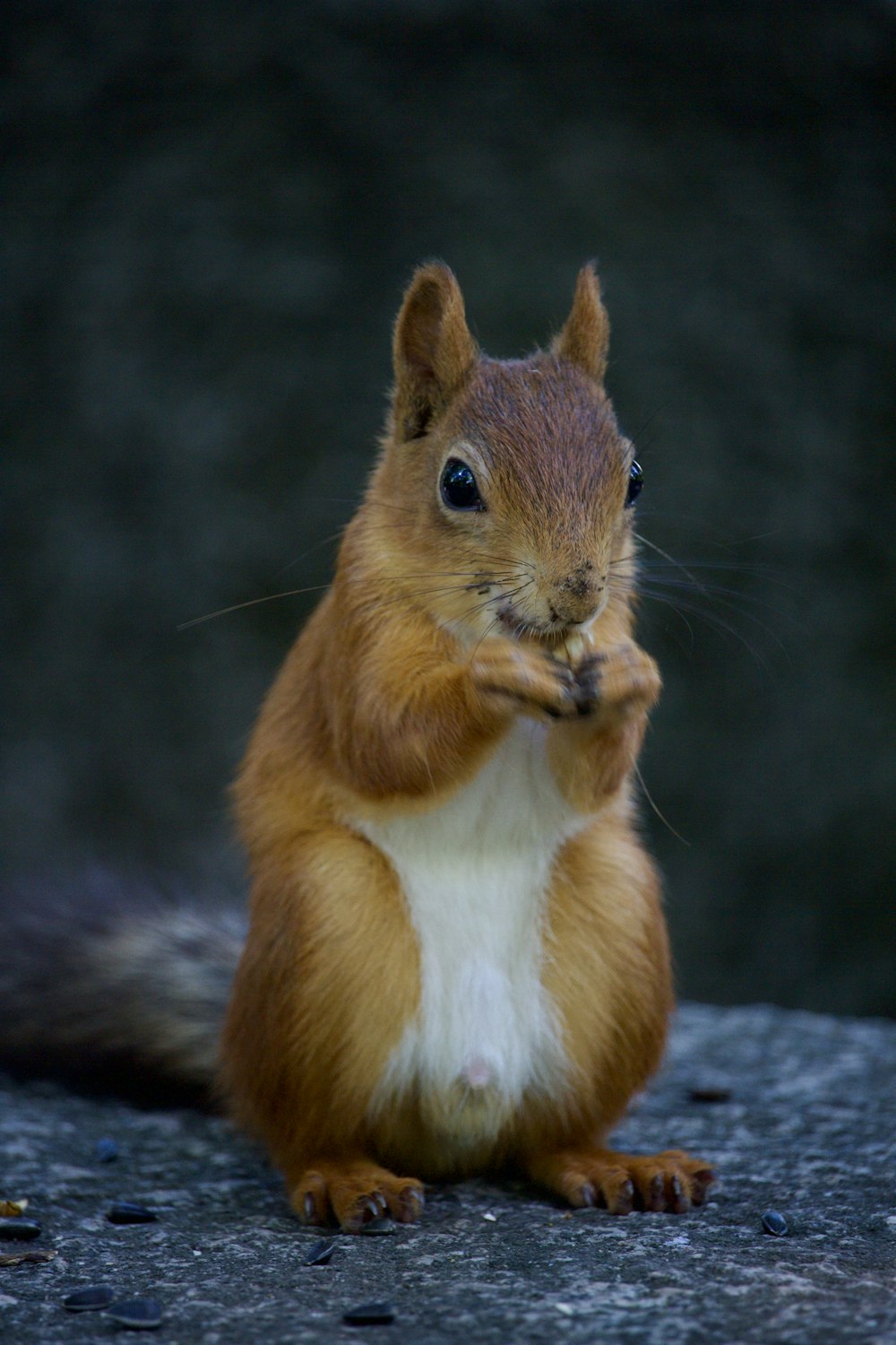 a red squirrel sitting on top of a rock