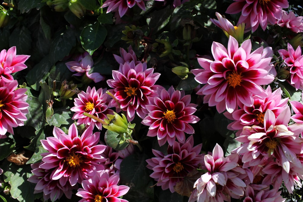 a bunch of pink flowers with green leaves