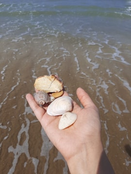 A hand holding various seashells against a backdrop of wet sand and ocean waves. The collection includes different shapes and sizes, showcasing natural textures and colors. The sea is gently lapping at the shore, creating a tranquil scene.