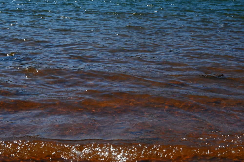 a bird flying over a body of water