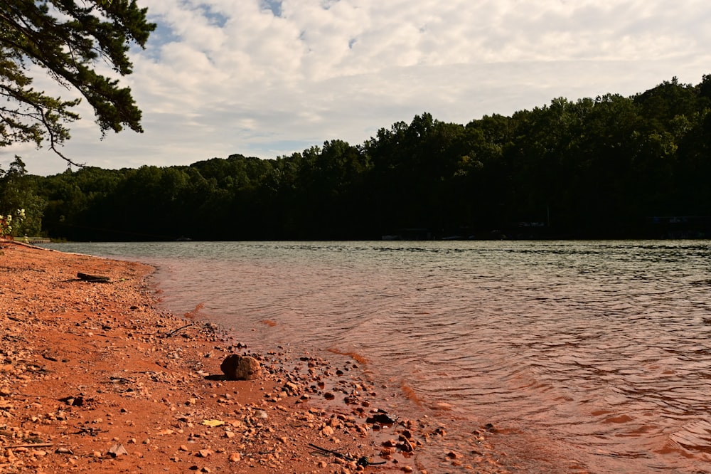 a body of water sitting next to a forest